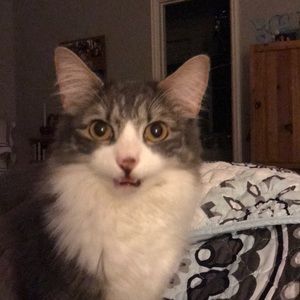 Meet your Posher, Shelley